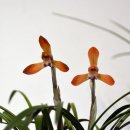 한국춘란 전시회 | 부산 동양란회 한국 춘란 명품 전시회