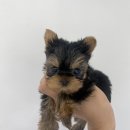 로얄독 강아지분양 화성동탄점 이미지