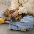 다시사랑받개 | 중랑구 다시 사랑받개 주말 후기(꿀팁)