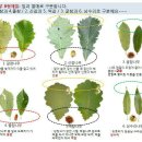 참나무 3형제 이미지