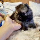 아이러브독 강아지분양 부천점 | 부천 신중동강아지분양, 우리 집 행복을 책임질 새 가족 찾기!