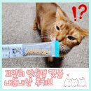 고양이 양치껌 덴탈간식 닥터페트라 캣즐 내돈내산 후기!