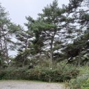 숲속의 휴식 | 화순 숲속의 베리팜후기🫐 캠핑+농장+숲이🌳한곳에