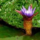 연꽃유치원 이미지