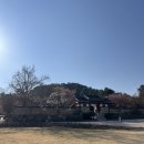 유형문화재 제43호 추사고택 주차장 | 추사 김정희 고택 예산 가볼만한 수선화 벚꽃 명소 막차타기