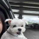 달콤한댕 이미지