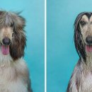 야누스PC 이미지