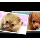 아이러브 독 이미지