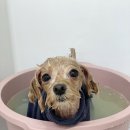 쓰다드멍 이미지