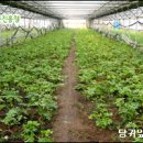 약초 - 부천시 오정구 성지로101번길 21 | 약초