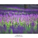 솔밭공원1 이미지