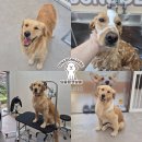 딩동댕 펫살롱 이미지