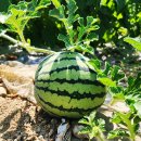 추봉보건진료소 이미지