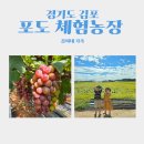 신김포농협(하성지점) | 경기도 김포 아기와 가볼만한 곳 포도 체험농장 후기