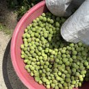 천안목장 이미지