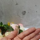 방배로27길 69 이미지