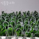 식물꽃나라 - 구로구 경인로47길 67 | 식물꽃나라