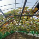 운수동농장 이미지