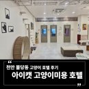 (주) 호텔 더 팔래스 | 천안 불당동 고양이 호텔 | 아이캣 고양이미용 호텔 6년 차 예민묘 집사의 솔직 후기