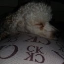 DaDogDaDog 애견카페 이미지