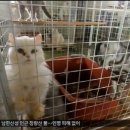 낭만고양이(운정점) 네이버블로그