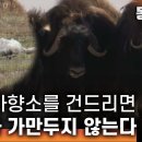 새끼들의 생존율을 높여라! 사회적인 동물들이 똘똘 뭉치면 일어나는 일 -5- 이미지