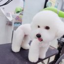 진애견 이미지