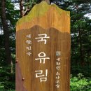 (변경: 백석탄-＞대관령소나무길) (9/12, 일) 100년만에 개봉한 명품 금강소나무 숲길 이미지