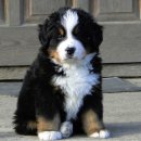 도그마실 이미지