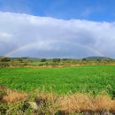 서성일로 이미지