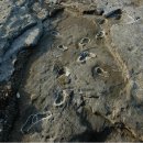 제주 사람발자국과 동물발자국 화석산지 이미지