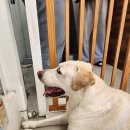 미어켓파크 이미지