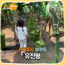 우천농장 | 제주 농장 체험 열대과일농장 유진팡 토끼도 있어