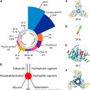 Re: 기도와 폐의 microbiome... 2016 nature!! 이미지