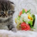 애개 하우스 이미지