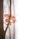 시드니동물병원 이미지