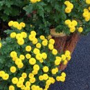 새하양세탁소 이미지