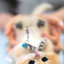 캣프렌즈 이미지