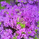 대동아파트경로당 이미지