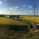 에코원흑염소 이미지