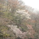 해안동 왕벚나무 이미지