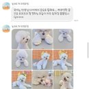 놀러오개 애견유치원 애견호텔 의정부점 | 의정부 강아지 호텔 찾는다면? 놀러오개 의정부점 4박 이용 솔직 후기 (사진/케어 만족도 공개)