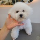 르시앙 | 수성구 애견미용 르시앙 비숑 귀툭튀컷 범어동 애견호텔 / 미우의 3년차 찐 이용후기