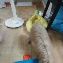 펫츠 아일랜드 이미지