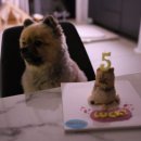 도그앤박스 이미지