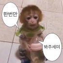 뱃살야옹 | 빈둥거리다 늦어버린 8월