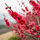 대광해수욕장 | 신안 가볼 만한 곳 2026 임자도 섬 홍매화 축제 조희룡미술관 대광해수욕장[신안 여행]