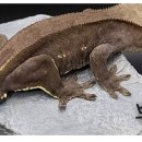 꼰정게코