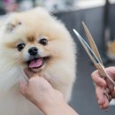 애견이야기 이미지