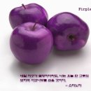 사과나무 - 동작구 | 사과나무